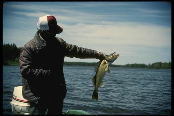 185071 Angler Holds Trophy Walleye A4 Photo Print