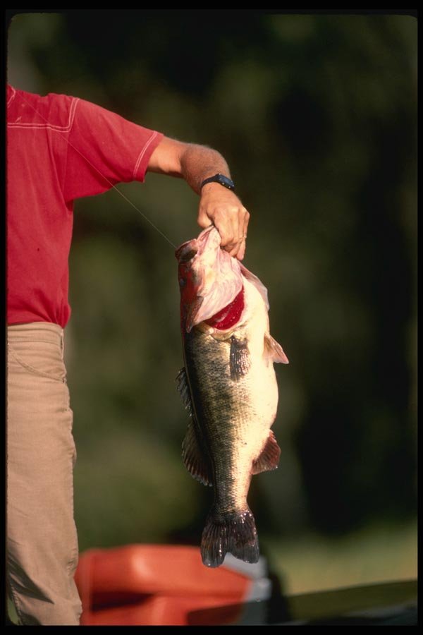 185077 Angler Holds Huge Largemouth Bass A4 Photo Print