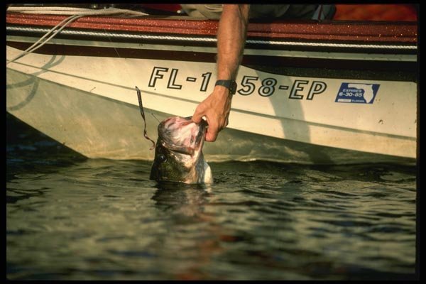 185079 Angler Bringing In Fish A4 Photo Print