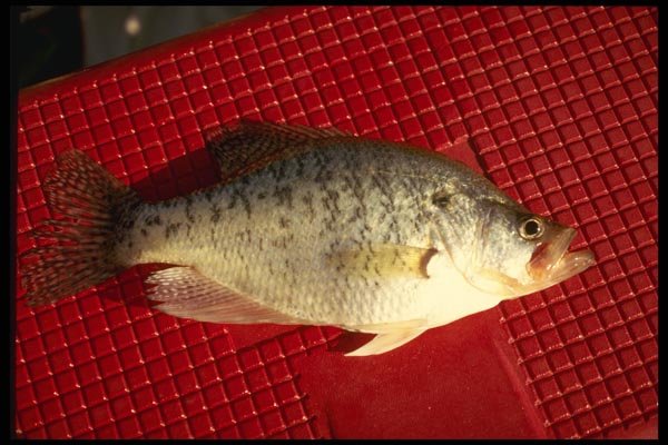 185087 White Crappie A4 Photo Print