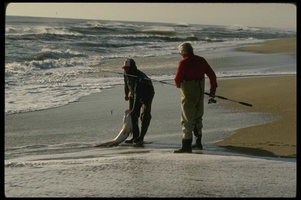 185089 Surf Fisherman Landing Big Red Drum A4 Photo Print