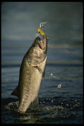 185090 Largemouth Bass Jumping A4 Photo Print