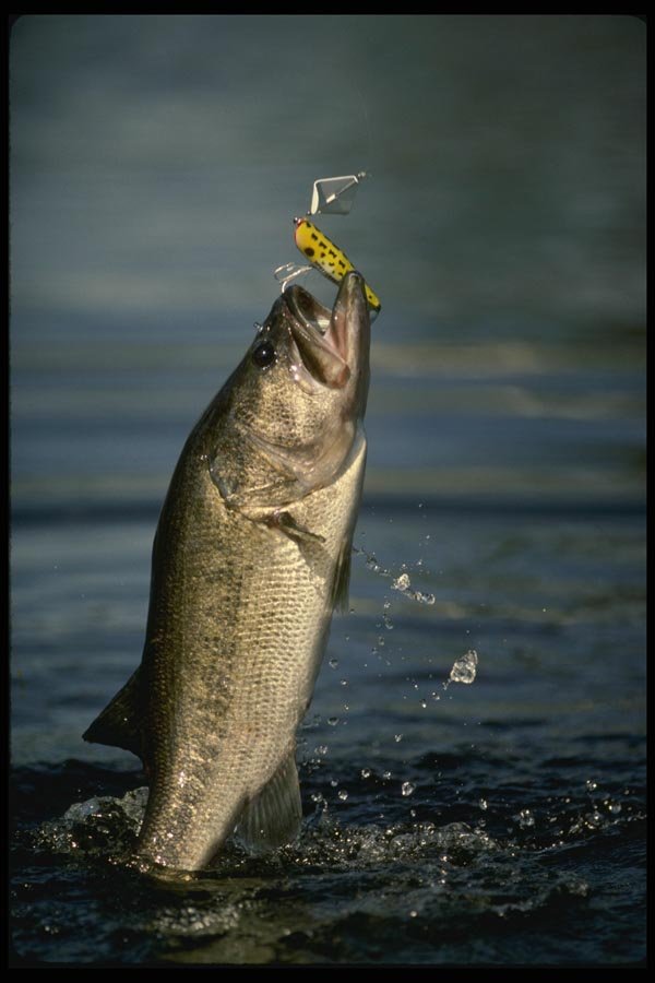 185090 Largemouth Bass Jumping A4 Photo Print