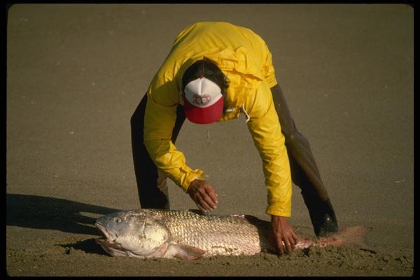 185091 Surf Fisherman With Big Red Drum A4 Photo Print