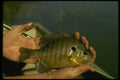 185092 Bluegill A4 Photo Print