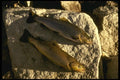 185094 Brown And Rainbow Trout From Same Lake A4 Photo Print