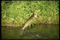 185095 Northern Pike Fighting A4 Photo Print
