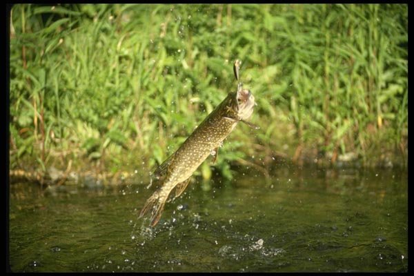 185095 Northern Pike Fighting A4 Photo Print
