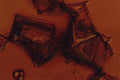 186015 Salt Crystals (detail) A4 Photo Print