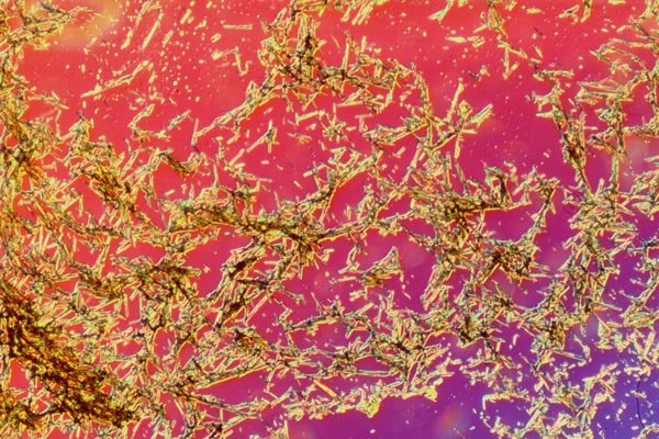 186032 Riboflavin A4 Photo Print
