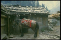 187003 Horse With Handmade Saddle, Manang Region A4 Photo Print