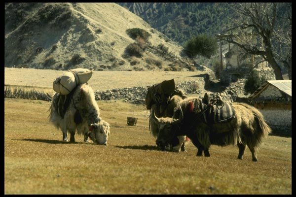 187005 Dzo's Loaded For Trip In The Mountains, Manang Region A4 Photo Print