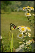 187006 Butterfly On Flowers, Central Nepal A4 Photo Print