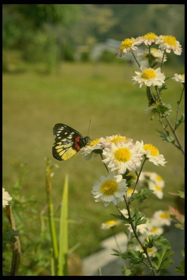 187006 Butterfly On Flowers, Central Nepal A4 Photo Print