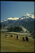 187012 Dzo's Grazing, Manang Region A4 Photo Print