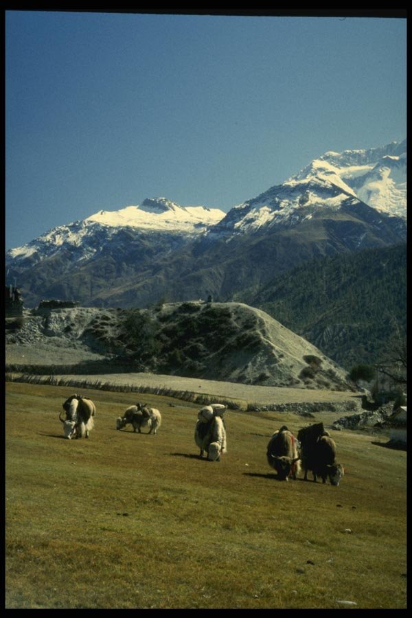 187012 Dzo's Grazing, Manang Region A4 Photo Print