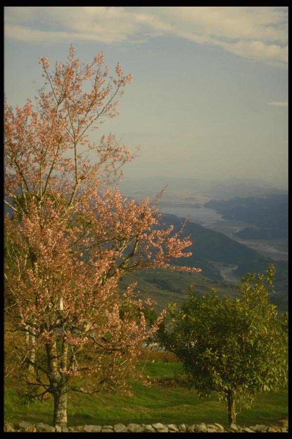 187024 Flowering Tree Overlooking Phewatal A4 Photo Print