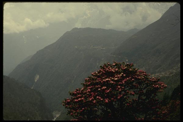 187032 Rhododendrons Blooming In Spring, Khumbu Region A4 Photo Print