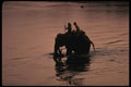187037 Elephant Crosses River In Chitwan National Park A4 Photo Print