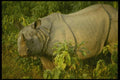 187038 Rhinoceros, Chitwan National Park A4 Photo Print