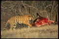 187039 Tiger And Its Kill, Chitwan National Park A4 Photo Print