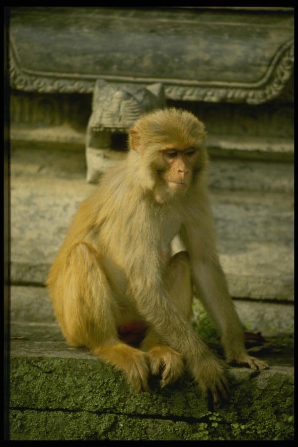 187050 Monkey At Swayambhunath Temple, Katmandu A4 Photo Print