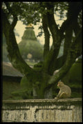 187064 Monkey At Syambunath Temple, Katmandu A4 Photo Print