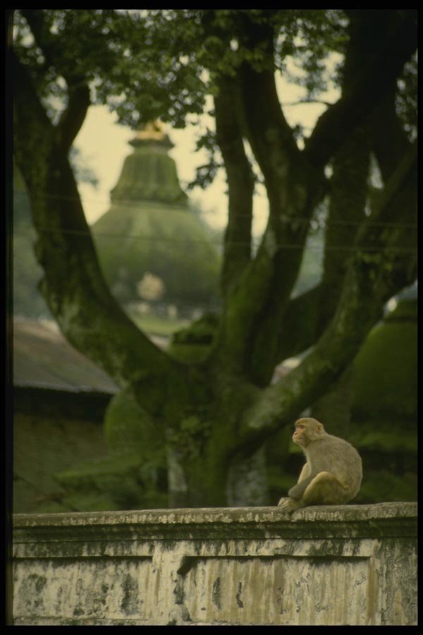 187064 Monkey At Syambunath Temple, Katmandu A4 Photo Print