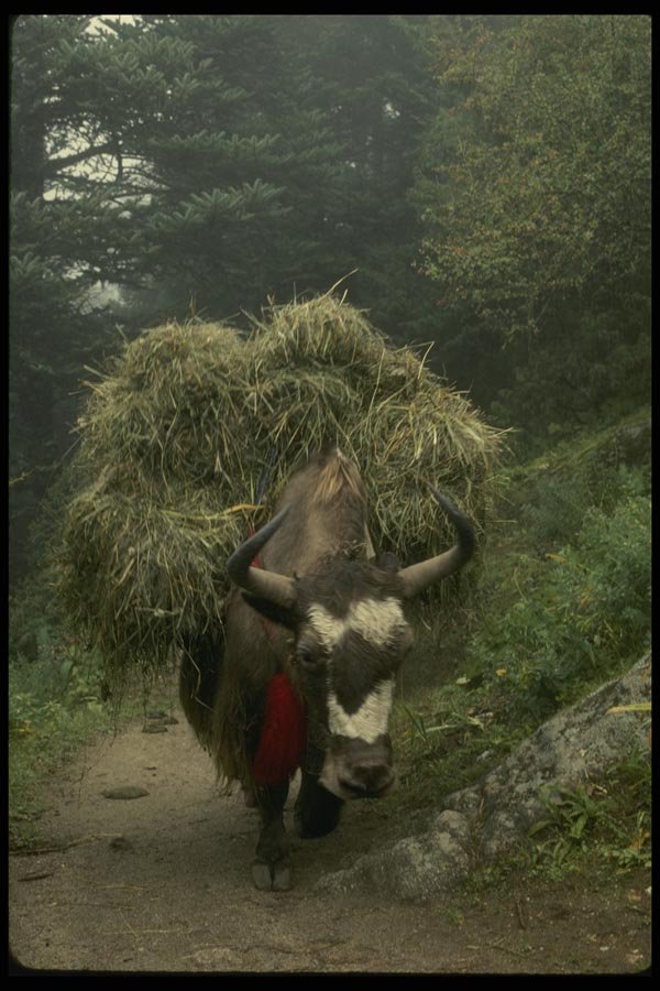 187089 Yak Carrying Harvest, Khumbu Region A4 Photo Print