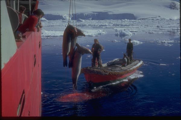 188016 After The Seal Hunt A4 Photo Print
