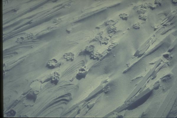 188038 Husky Dog Tracks After The Blizzard A4 Photo Print
