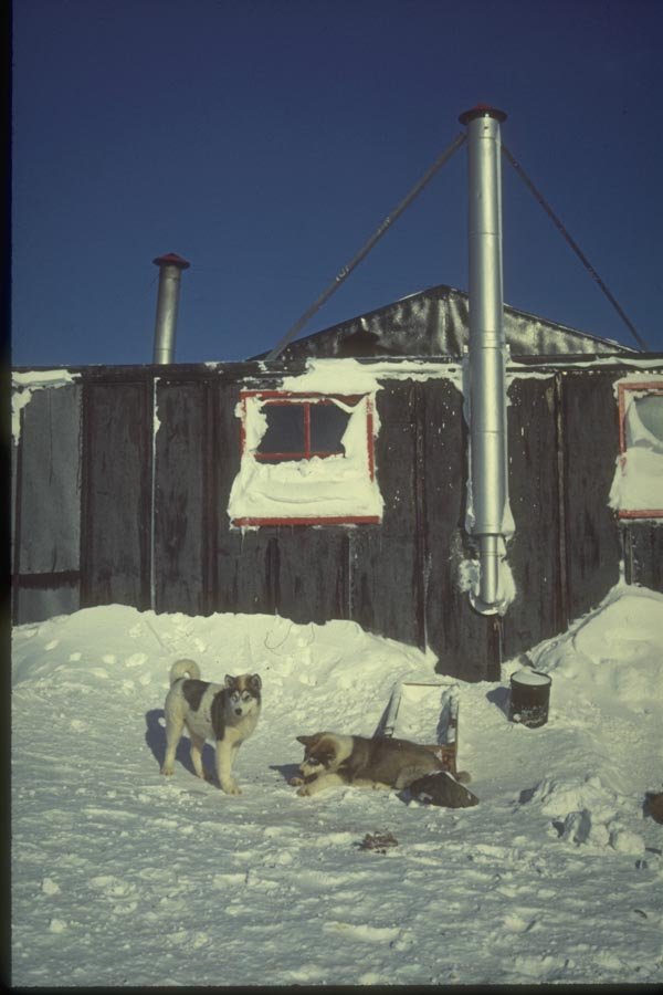 188039 Husky Puppies At The Base Hut A4 Photo Print