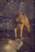 188041 Toste, A Strong Husky Dog A4 Photo Print