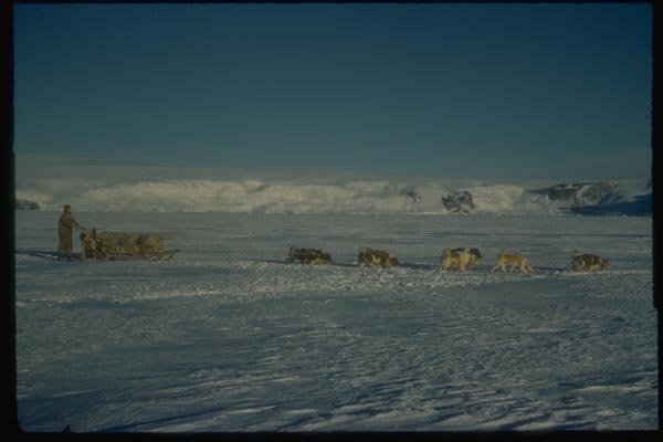 188045 Sledge And Team Running Across The Sea Ice A4 Photo Print