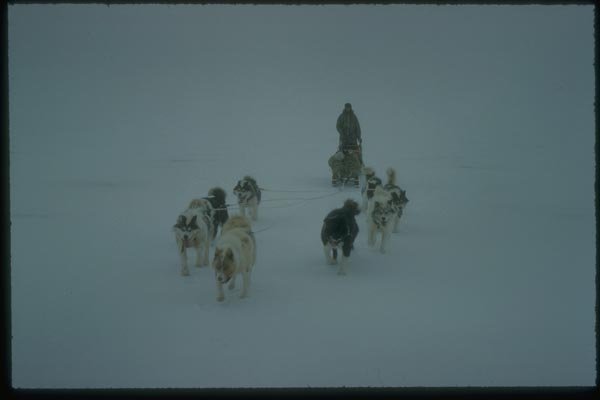188046 Sledge And Team On Fan Trace In Poor Light A4 Photo Print
