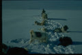 188047 Sledge And Team Pause For Breath In Deep Soft Snow A4 Photo Print