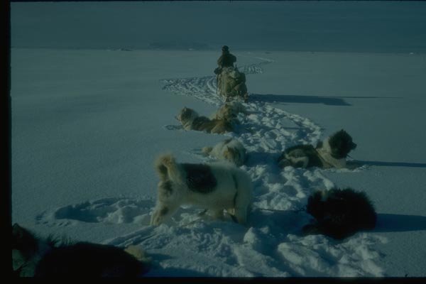 188047 Sledge And Team Pause For Breath In Deep Soft Snow A4 Photo Print