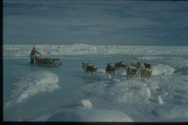 188048 Sledge And Team Negotiating Melting Spring Sea Ice A4 Photo Print