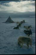 188057 Preparing For A Cold Night The Dogs Dig Themselves In A4 Photo Print