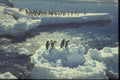 188082 Adelie Penguins Playing chicken At The Ice Foot A4 Photo Print