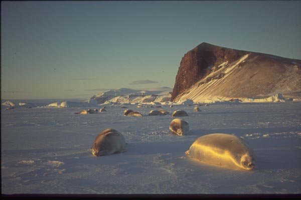 188089 Crab eater Seals On The Sea Ice In Winter Sunshine A4 Photo Print