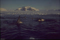 188090 Killer Whales Trapped In Sea Ice Pool, Near Mid winter A4 Photo Print