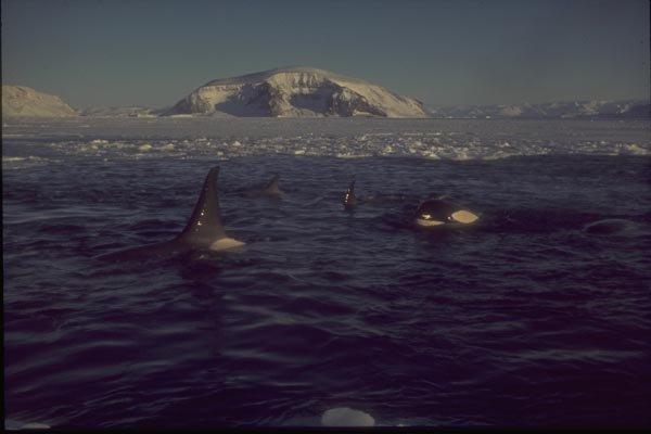 188090 Killer Whales Trapped In Sea Ice Pool, Near Mid winter A4 Photo Print