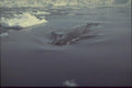 188091 Fin Whale Trapped In Sea Ice Pool, In Spring A4 Photo Print