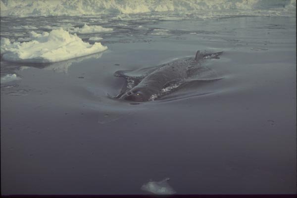 188091 Fin Whale Trapped In Sea Ice Pool, In Spring A4 Photo Print