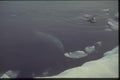 188092 Crab eater Seals Swimming In Sea ice Pool A4 Photo Print