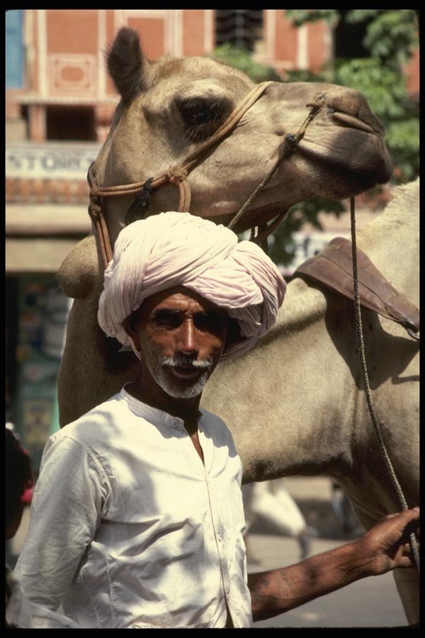 189036 Man And Camel At Jaipur, Rajasthan, India A4 Photo Print