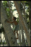 189070 Boy Climbing A Coconut Tree In Salamumu Village, Samoa A4 Photo Print