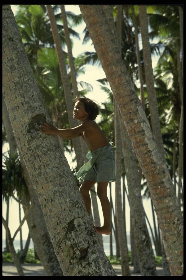 189070 Boy Climbing A Coconut Tree In Salamumu Village, Samoa A4 Photo Print