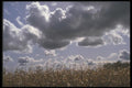 191068 Cumulus A4 Photo Print